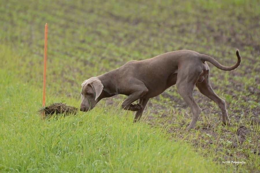 Achilles vom Heidelbachtal - Beim Jagdhundeübungstag...