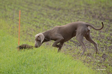 Beim Jagdhundeübungstag...