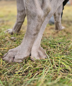 Wiederholungsverpaarung Badger und Anni