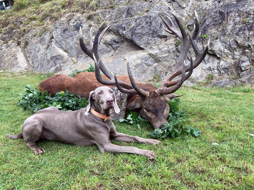 Alai vom Heidelbachtal - Jagd ist spannend