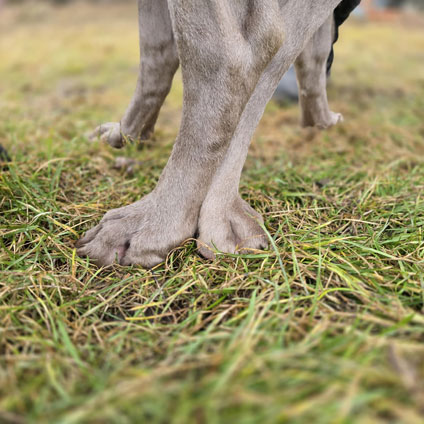 Wiederholungsverpaarung Badger und Anni