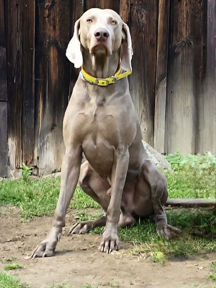 Badger vom Ruppenweiher, Bild 4