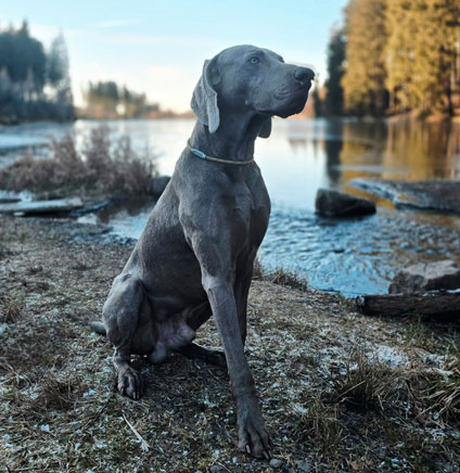 Badger vom Ruppenweiher, Bild 5