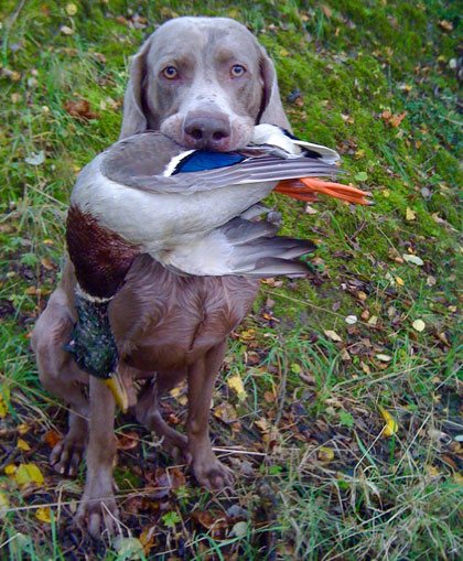 Hund mit Ente