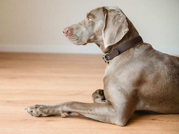 Emma-einzige Hündin aus dem E-Wurf