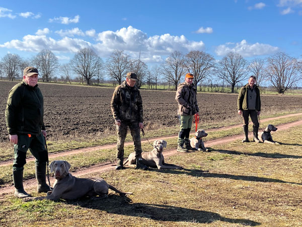 4 Rüden aus dem E-Wurf