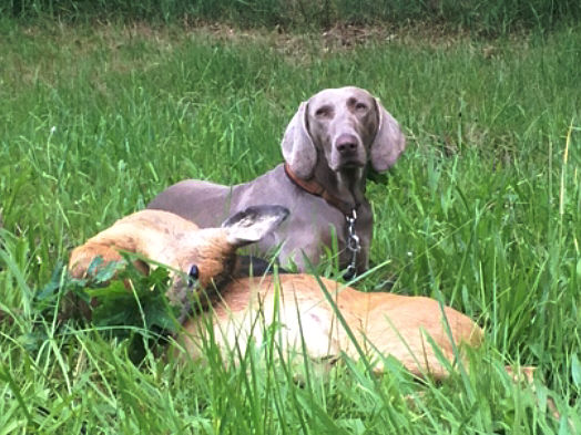 Bei der Jagd