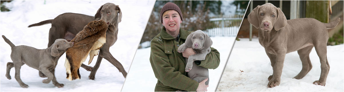 Welpen im Schnee A-Wurf